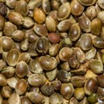 what is hemp seeds