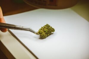 What Is Indica And Sativa? The Basics 2 what is indica and sativa
