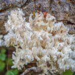 what is lion's mane mushroom good for