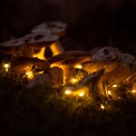 what is magical mushroom