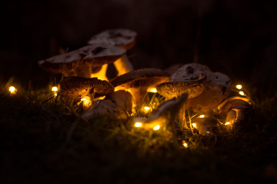 what is magical mushroom