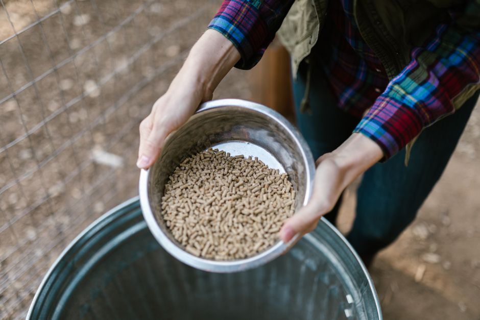 what is milo feed nutrition and livestock uses