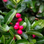 what is miracle fruit