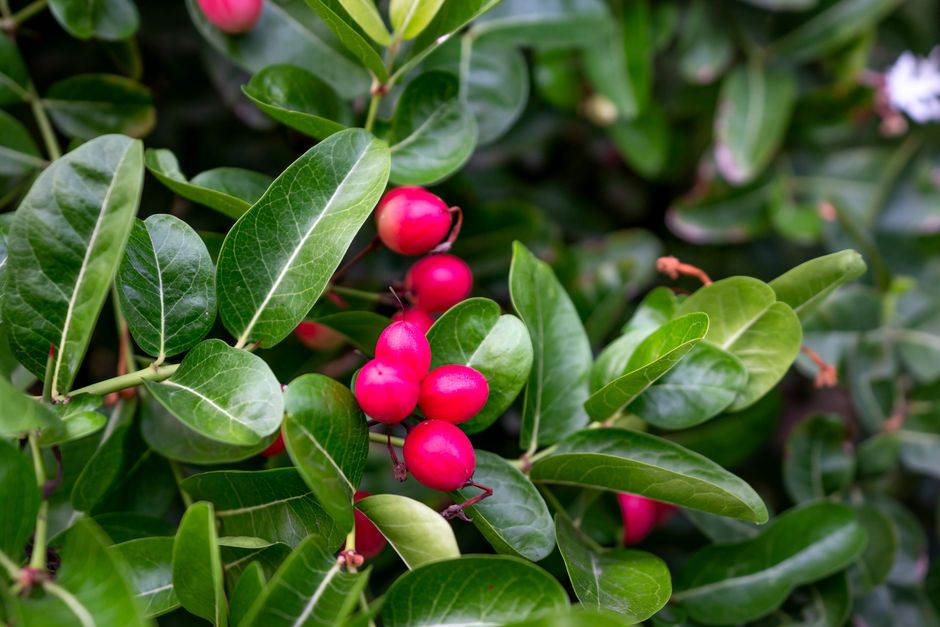 what is miracle fruit