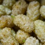 what is mulberry good for nutrition and benefits