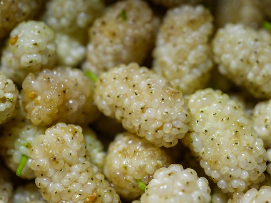 what is mulberry good for nutrition and benefits