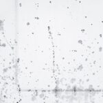 what is surface mold causes risks and removal