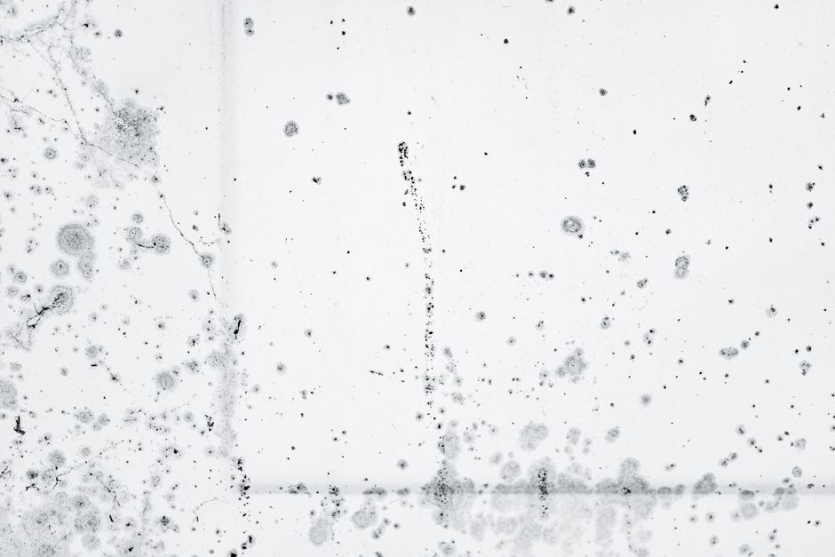 what is surface mold causes risks and removal