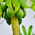 what is the fruit papaya good for