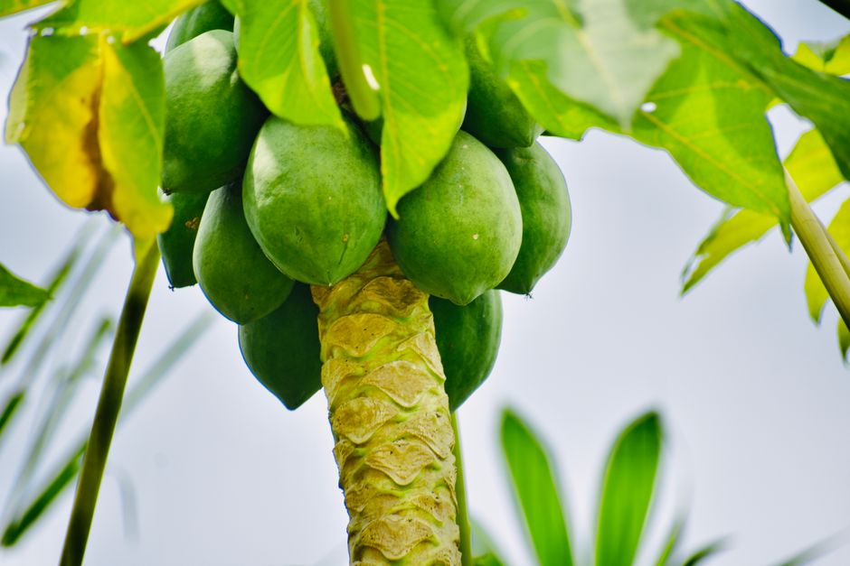 what is the fruit papaya good for