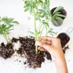 what is the root of anxiety the science behind it