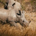 what is tricho rhino phalangeal trps syndrome