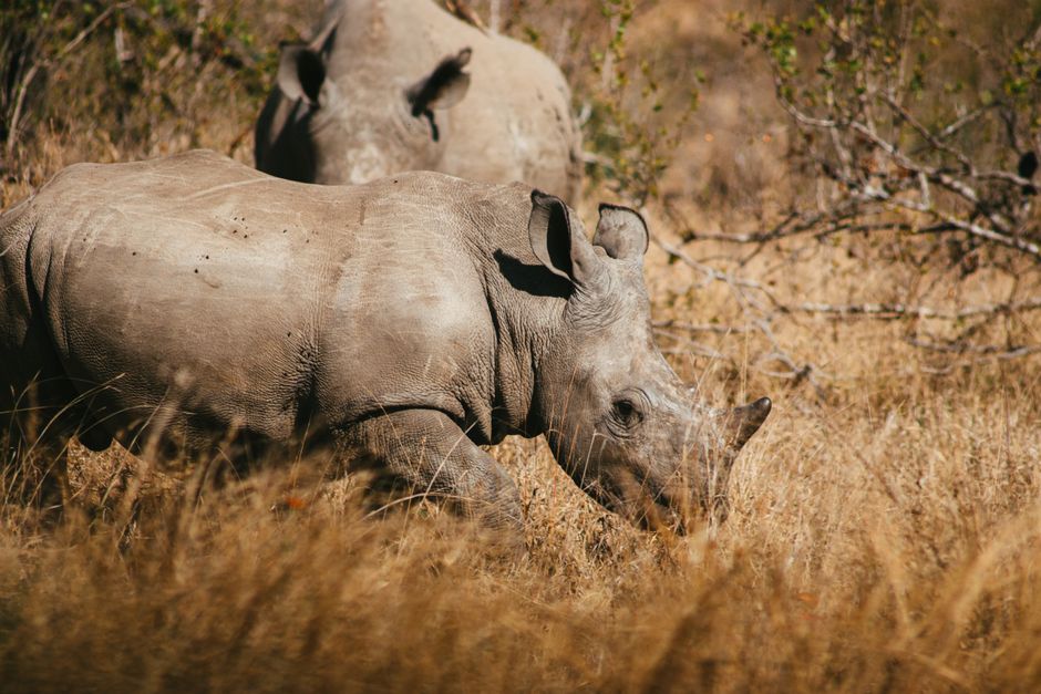 what is tricho rhino phalangeal trps syndrome