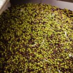 what is unrefined olive oil taste nutrition more