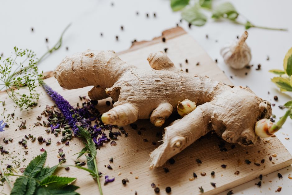 what is zingiber officinale the science behind ginger