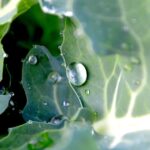 what's chlorophyll good for