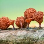 what should you do if i accidentally ate mold