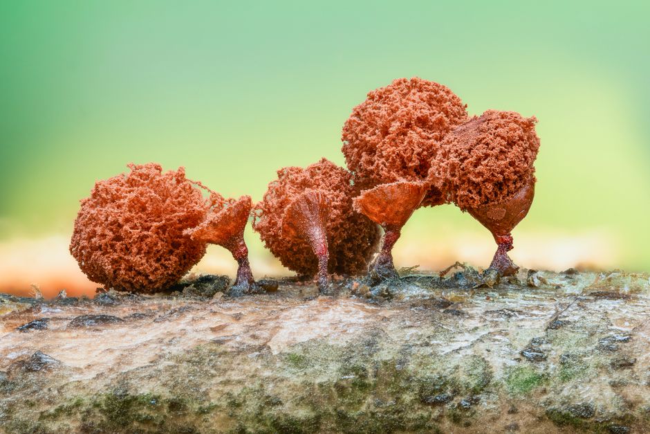 what should you do if i accidentally ate mold