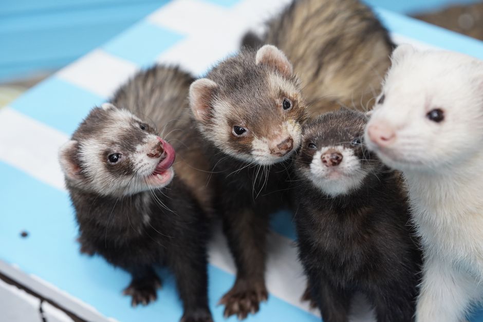 what snacks can ferrets eat and what to avoid