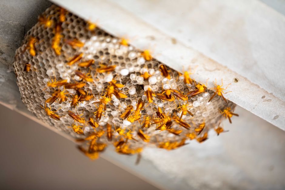 what to do when stung by a wasp