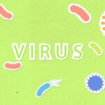 what to eat when you have norovirus