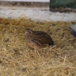 what to feed coturnix quail protein calcium treats