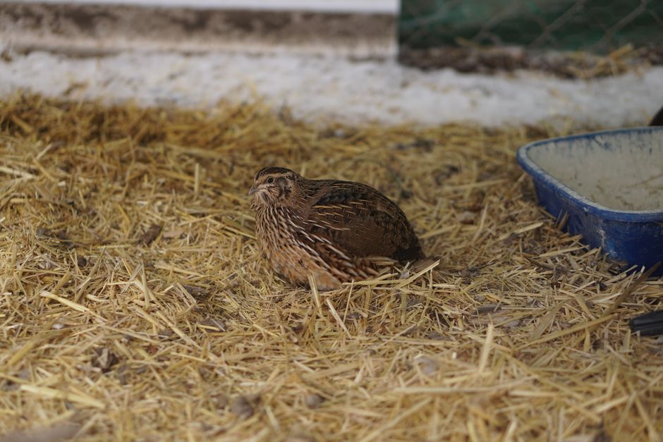 what to feed coturnix quail protein calcium treats