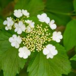 when and how to prune arrowwood viburnum