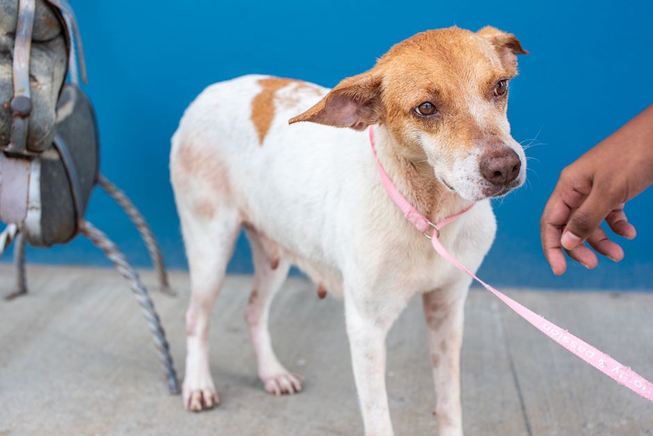 when to give a puppy a rabies shot age schedule