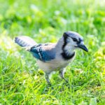 when you see blue jays their behavior and activity