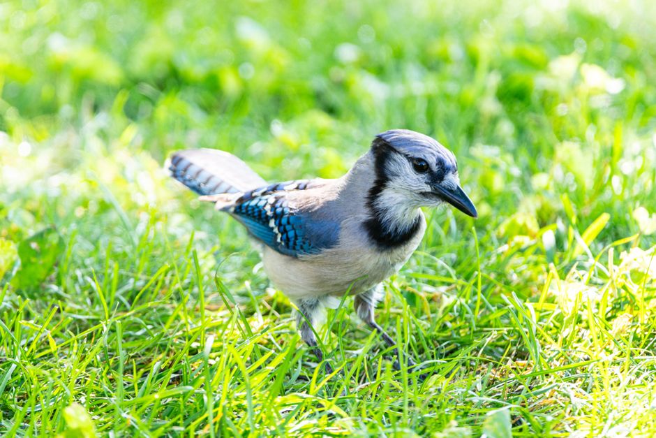 when you see blue jays their behavior and activity