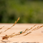 where do weevils come from and how to get rid of them
