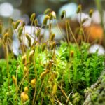 where does mold grow common and hidden spots