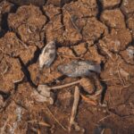 where is phosphorus found in nature food and the body