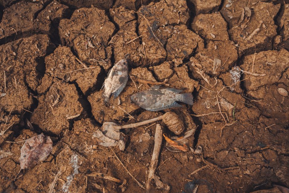 where is phosphorus found in nature food and the body