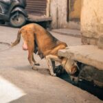 who has survived rabies the cases and the protocol