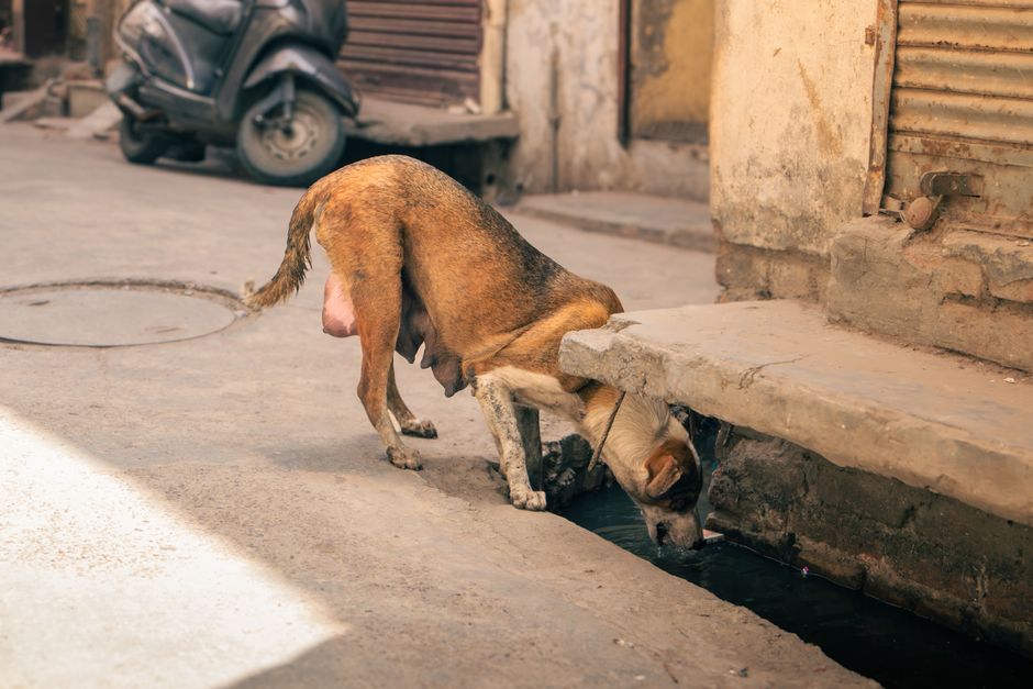 who has survived rabies the cases and the protocol