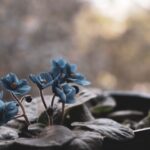 why african violet leaves turn pale and how to fix them