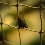 why are flies dying in my house and how to stop it