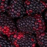 why are my blackberries sour and how to fix it