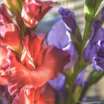 why are my gladiolus falling over and how to stop them