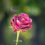 why are my roses dying common causes and how to fix them