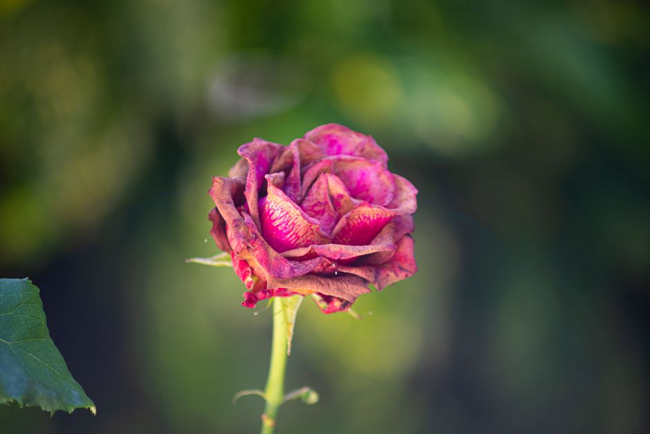 why are my roses dying common causes and how to fix them