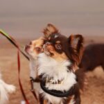 why do chihuahuas bite their owners real reasons
