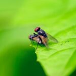 why do flies have red blood they dont