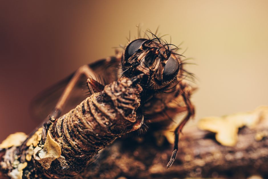 why do i have sewer flies causes and fixes