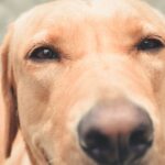 why do labradors shed so much and how to manage it