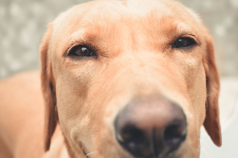 why do labradors shed so much and how to manage it