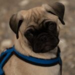 why do pugs eyes pop out causes treatment