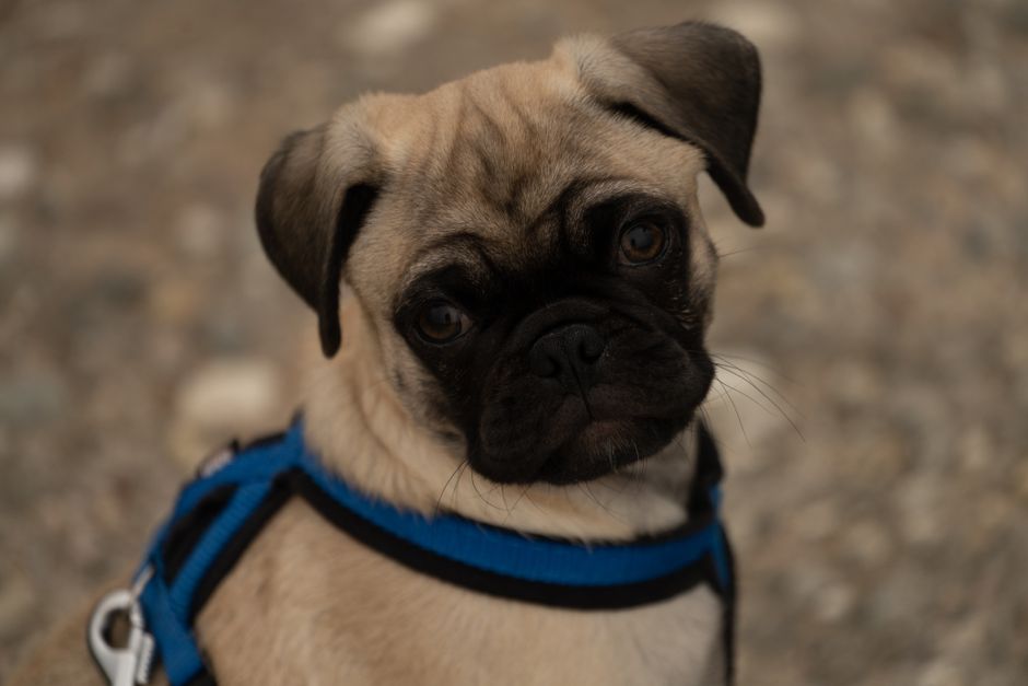 why do pugs eyes pop out causes treatment